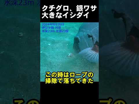 クチグロの摂餌 #水中映像 #イシダイ #でかい @aquaticpro