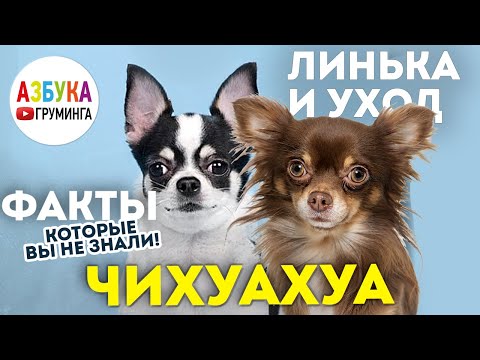 Чихуахуа: груминг, уход и содержание