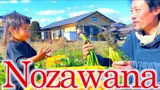 🌱野沢菜の収穫🌱信州の冬！しゅわ畑のるちゃんと冬菜の大収穫！