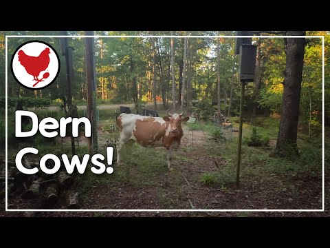 If It Ain't Wolves... It's COWS