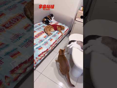 午後發瘋完的巴努 一個有點和平又有點危險的畫面 #宇宙貓咪 #cat #shorts #shortstw