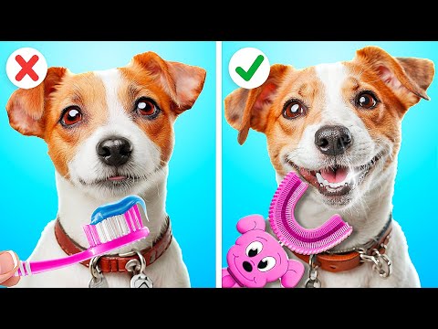 How To Take Care Of Your Pet || Smart Gadgets And Hacks For Pet Owners by Rocketmons!