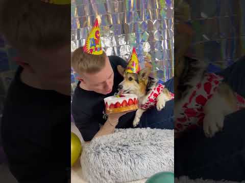 КОРГИ ЛУНА СЪЕЛА ТОРТ #funnyvideo #dog #corgi #pet #funny #happybirthday