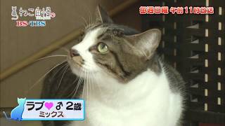 ねこ自慢＃25ご出演ニャンコたち【12月29日OA】