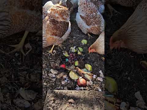 #bluelacedredwyandotte #chickens #farming #homesteading #hen #chickentractor #kitchenscraps