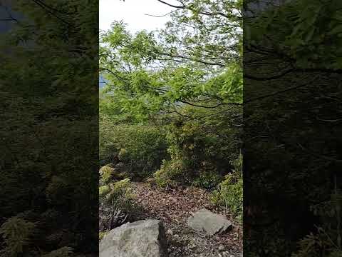 【山頂シリーズ】宍粟５０名山花咲山