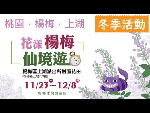 2019桃園仙草花節 來去賞花囉~