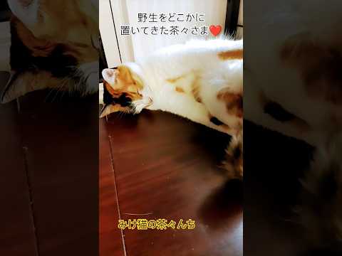 野性味ゼロな猫　#cat #猫のいる暮らし #三毛猫 #cutecat