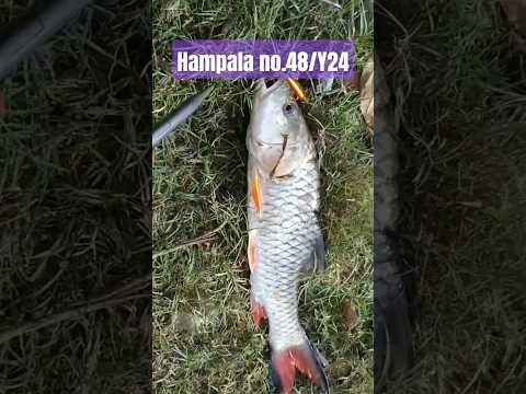 Hampala barb no.48/Y24 กระสูบตัวที่ 48 ปี 67 ได้จากการตีเหยื่อเฉียดหัวเสาร์