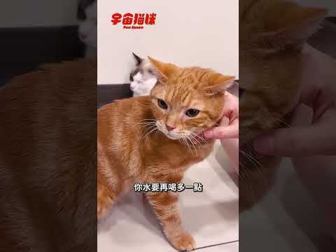 我家貓水有喝夠嗎？一招簡單判斷身體水分 #脫水測試 #宇宙貓咪 #cat #shorts #shortstw