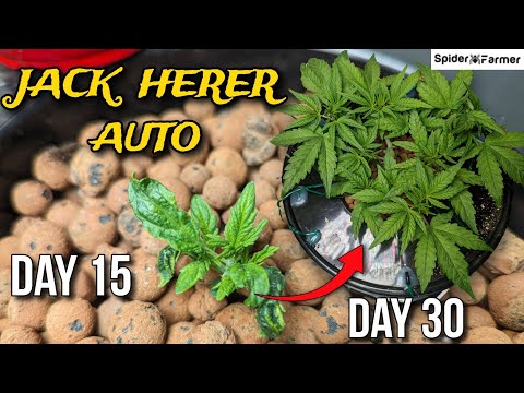 How I Grow E5 - Jack Herer Autoflower - Believe in Your Mutant Plant - Supercropping, LST - SF4000