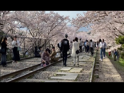 Hidden Japan  82    　傾斜鉄道跡地・蹴上インクラインの桜(京都)　　Cherry blossoms in Keage Inclined railway Kyoto