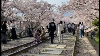 Hidden Japan  82    　傾斜鉄道跡地・蹴上インクラインの桜(京都)　　Cherry blossoms in Keage Inclined railway Kyoto