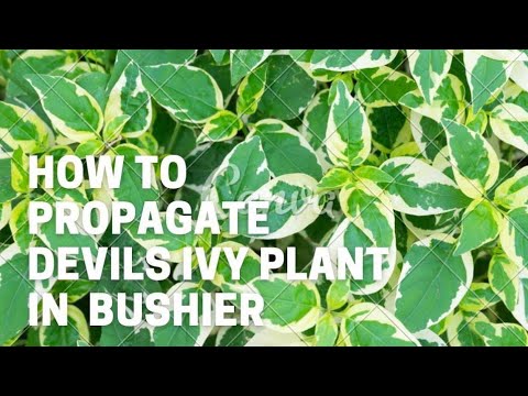 How to propagate like bushy in Devils ivy plants/how to propagate money plant