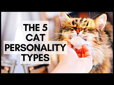 The 5 Cat Personality Types