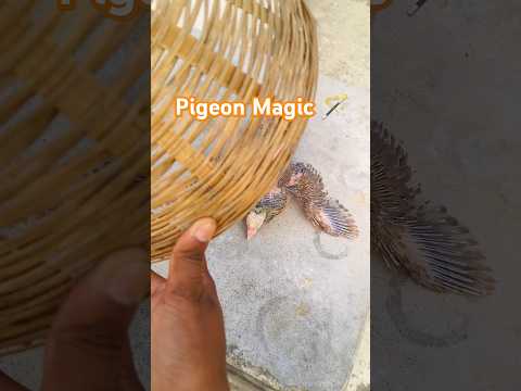 Pigeon Magic ✨ Growth Video // Kabootar Magical 🪄 Growth Video @Darbhanga_pigeon_yt #shortsviral