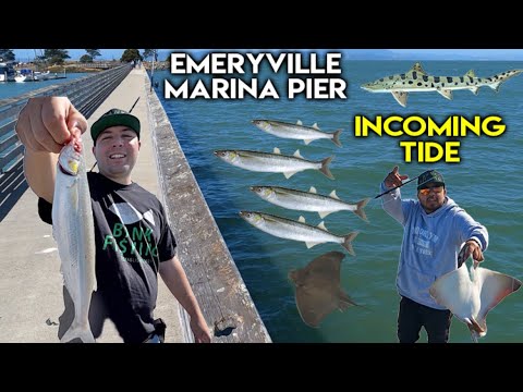 Bay Area Fishing At Emeryville Marina Pier! #bayarea #california #fishing #fish #fun #new #video #yt