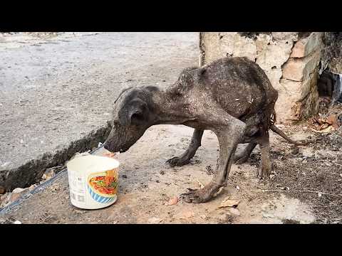 Emaciated stray dog, bat-like from malnutrition, struggles by the garbage, avoided by all.