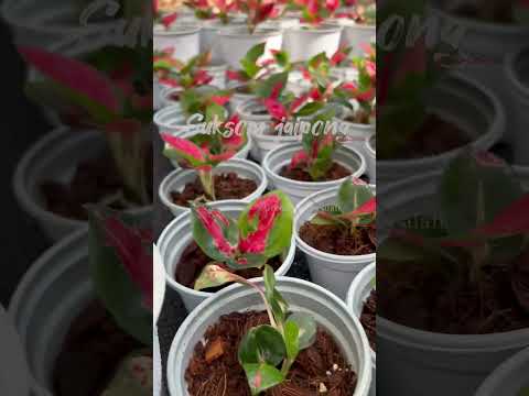 Aglonema jaipong red saplings for sale | Green web by alan