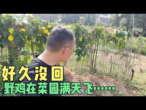 一段时间没有回家，菜园里的菜全部干死，野鸡在菜园满天飞