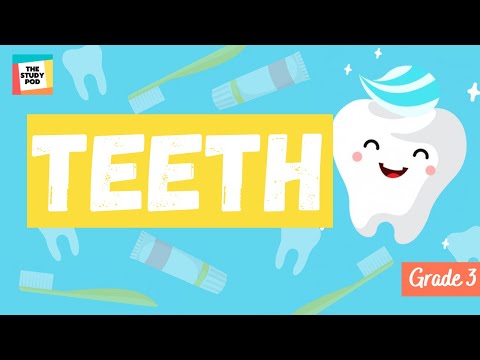 TEETH | SCIENCE | GRADE 3 | The Study Pod