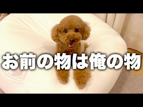 新しいソファを買ったら3秒で場所を取られた飼い主。