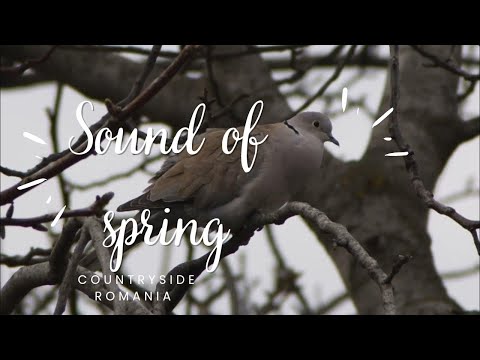 #4 BIRD PHOTGRPHY Sound of Spring countryside Romania | Birdwatching | Relaxing sounds