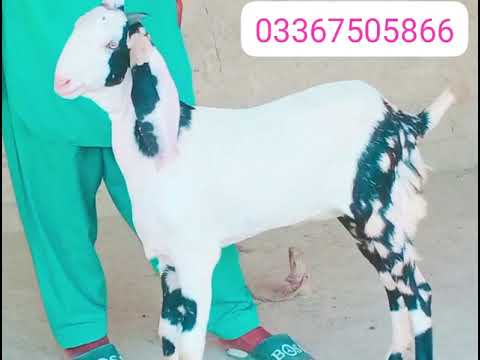 #saleupdate #pet bakra asa k dakh k maza ajae subscribe chanel asa or video k liya