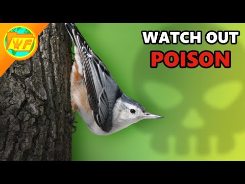 This Bird uses POISON to Defend Itself!