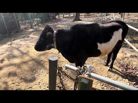 アオイちゃん😊　クチノシマウシ　埼玉県こども動物自然公園 にて　2024年12月21日