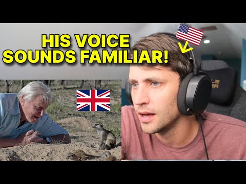 American reacts to David Attenborough for the first time (top 10 moments)