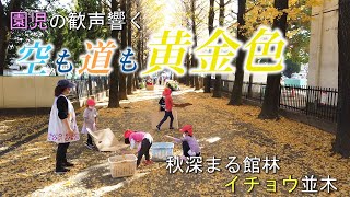 空も道も黄金色★秋深まるイチョウ並木★館林