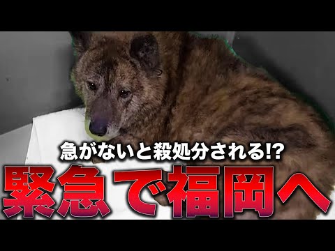 【さらにさらに全国へ】ついに福岡へ！殺処分まで期限がない犬を緊急保護してきました