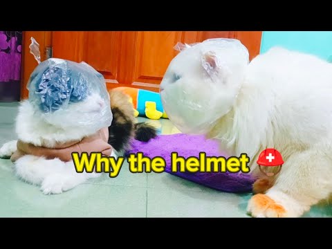 🤣what happened to this cat?🙄 Helmet on the head ⛑️