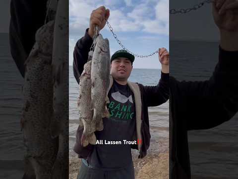 Slaying all Mt.Lassen Trout‼️#fishing #california #fish #lassen #trout #shorts #new #bankfishing