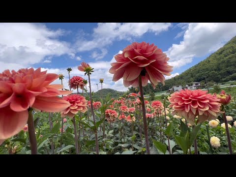 【宝塚ダリア園】３００種１０万本のダリア