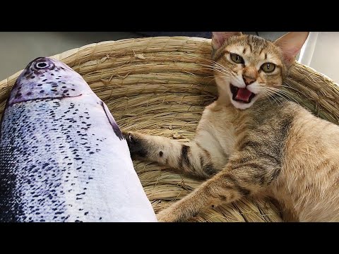 搶魚爭奪戰 Cat And Kitten