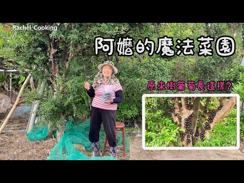 【Vlog】阿嬤的魔法菜園、原來樹葡萄長這樣！