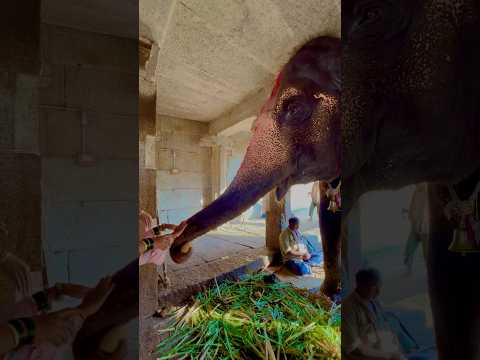 Taking blessings from Lakshmi famous Elephant in Virupaksha Temple #hampi #ytshorts #travel #shorts