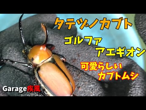 タテヅノカブト　ゴルファアエギオン羽化　可愛くて綺麗なカブトムシ　#クワガタ #カブトムシ