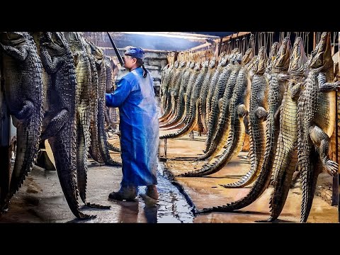 You Won't Believe How Farming Millions of Crocodiles And What is Made Using Crocodile