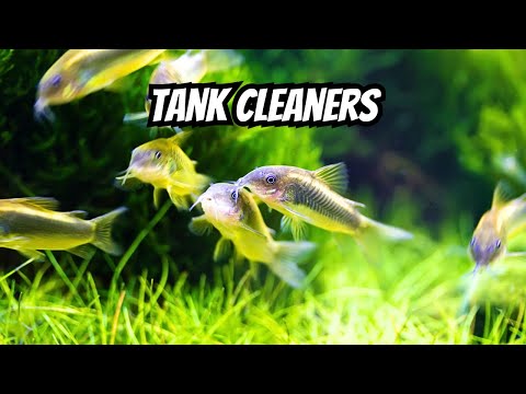 Top 10 Fish That Clean Tanks 🧼