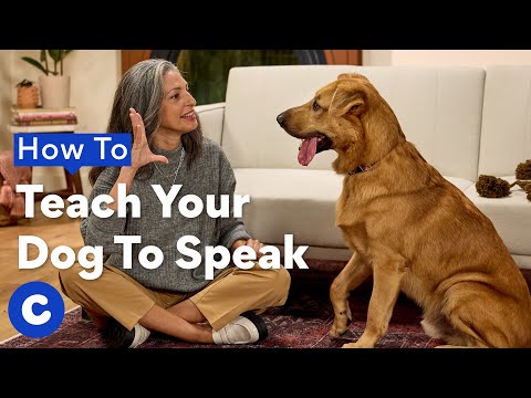 How To Teach Your Dog To “Speak”| Chewtorials