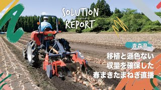 【実証事例】移植と遜色ない収量を確保した春まきたまねぎ直播（青森県 2023/8/23）