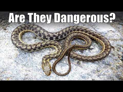 Are Garter Snakes Dangerous?