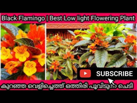 Black Flamingo Plant || Low light flowering Plant || sunset Bells||chopper leaf Plant