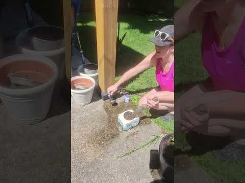 Replanting the camper flower pot