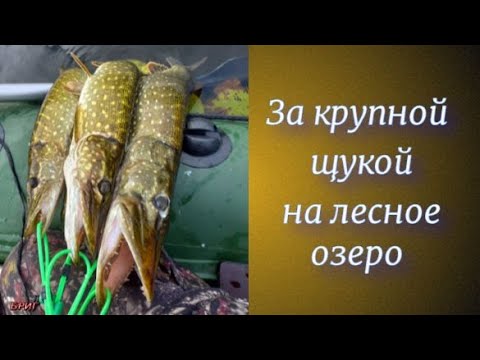 За крупной щукой на лесное озеро