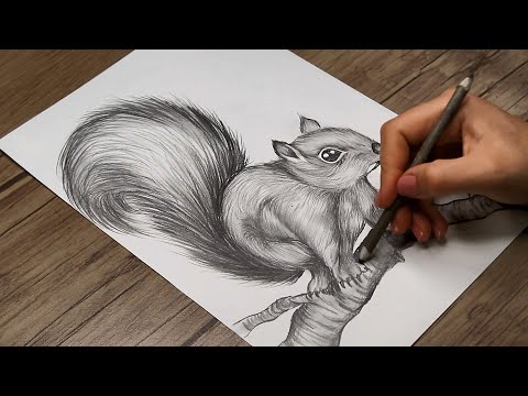 How to Draw a Realistic Squirrel on a Tree Branch | Pencil Drawing Tutorial