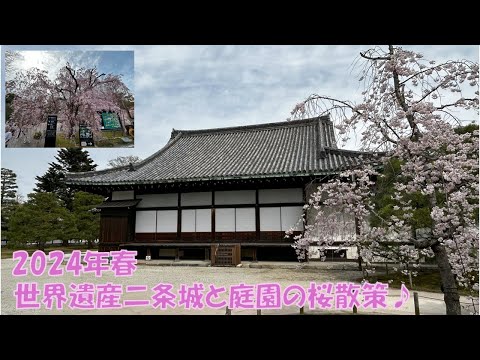 桜満開！あの大将軍の別荘とは？春の二条城を世界遺産マイスターが解説【古都京都の文化財】